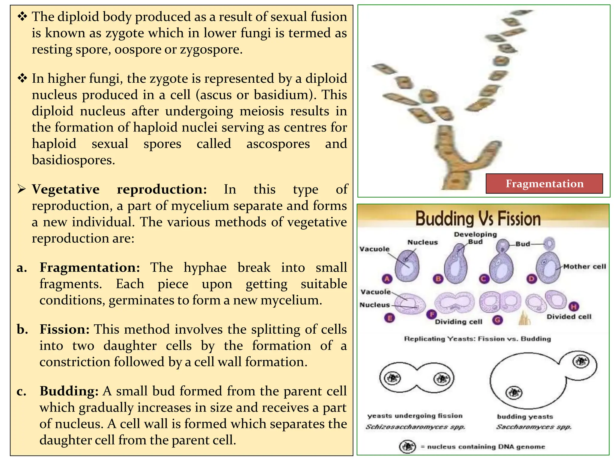  The diploid body produced as a result of sexual fusion
is known as zygote which in lower fungi is termed as
resting spore, oospore or zygospore.
 In higher fungi, the zygote is represented by a diploid
nucleus produced in a cell (ascus or basidium). This
diploid nucleus after undergoing meiosis results in
the formation of haploid nuclei serving as centres for
haploid sexual spores called ascospores and
basidiospores.
 Vegetative reproduction: In this type of
reproduction, a part of mycelium separate and forms
a new individual. The various methods of vegetative
reproduction are:
a. Fragmentation: The hyphae break into small
fragments. Each piece upon getting suitable
conditions, germinates to form a new mycelium.
b. Fission: This method involves the splitting of cells
into two daughter cells by the formation of a
constriction followed by a cell wall formation.
c. Budding: A small bud formed from the parent cell
which gradually increases in size and receives a part
of nucleus. A cell wall is formed which separates the
daughter cell from the parent cell.
Fragmentation
 