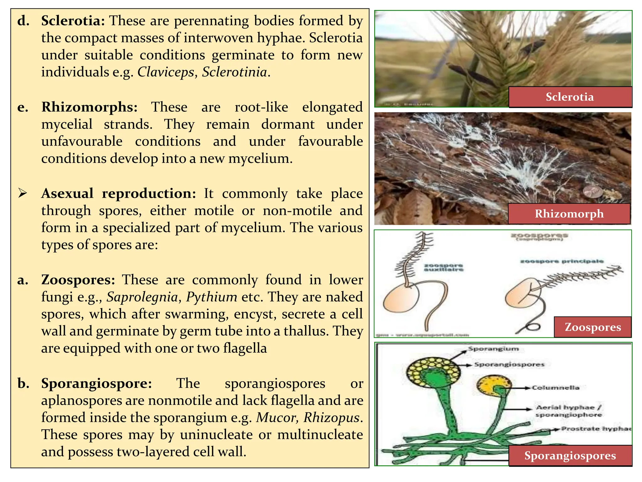 d. Sclerotia: These are perennating bodies formed by
the compact masses of interwoven hyphae. Sclerotia
under suitable conditions germinate to form new
individuals e.g. Claviceps, Sclerotinia.
e. Rhizomorphs: These are root-like elongated
mycelial strands. They remain dormant under
unfavourable conditions and under favourable
conditions develop into a new mycelium.
 Asexual reproduction: It commonly take place
through spores, either motile or non-motile and
form in a specialized part of mycelium. The various
types of spores are:
a. Zoospores: These are commonly found in lower
fungi e.g., Saprolegnia, Pythium etc. They are naked
spores, which after swarming, encyst, secrete a cell
wall and germinate by germ tube into a thallus. They
are equipped with one or two flagella
b. Sporangiospore: The sporangiospores or
aplanospores are nonmotile and lack flagella and are
formed inside the sporangium e.g. Mucor, Rhizopus.
These spores may by uninucleate or multinucleate
and possess two-layered cell wall.
Rhizomorph
Zoospores
Sclerotia
Sporangiospores
 