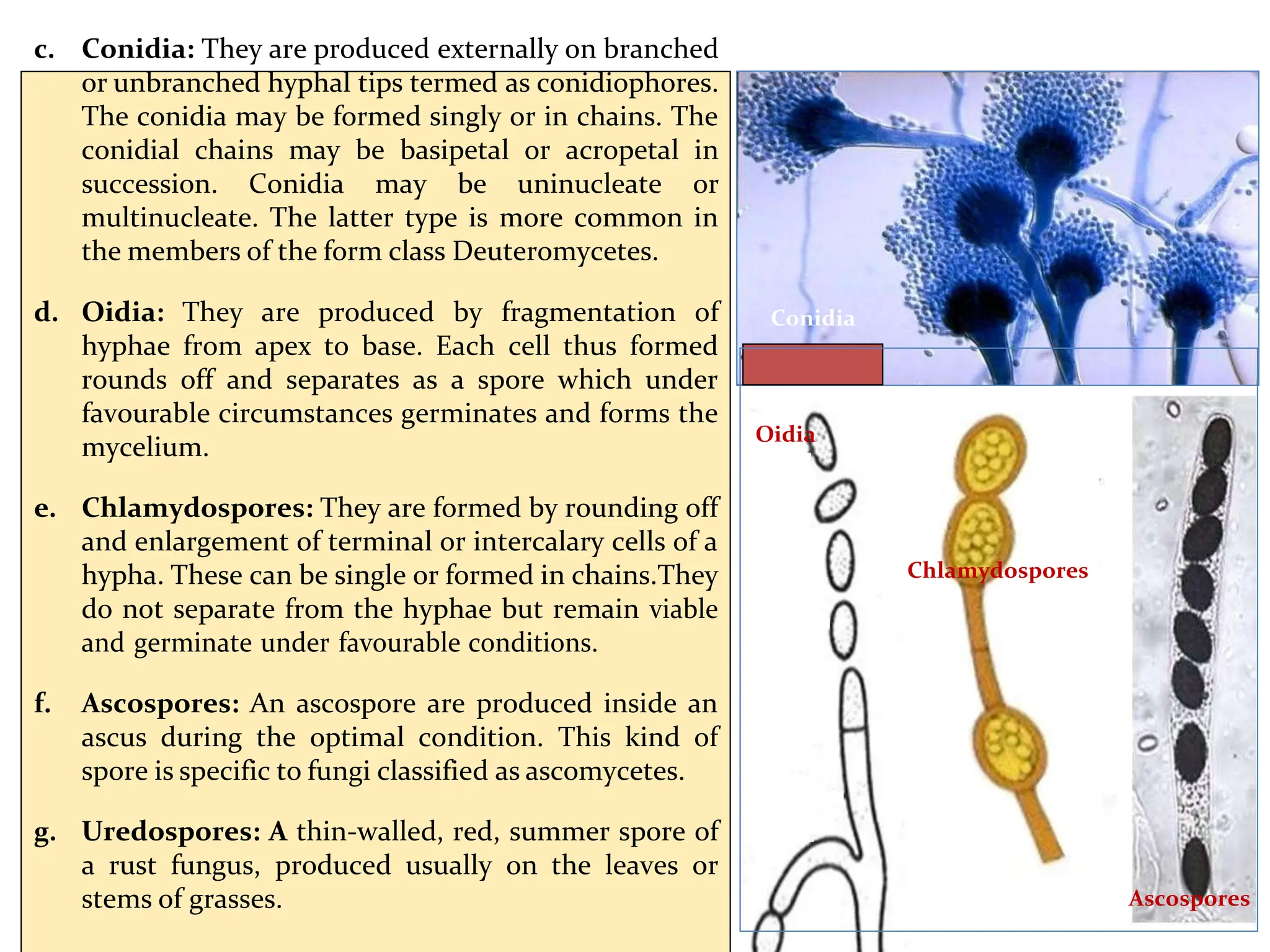 c. Conidia: They are produced externally on branched
or unbranched hyphal tips termed as conidiophores.
The conidia may be formed singly or in chains. The
conidial chains may be basipetal or acropetal in
succession. Conidia may be uninucleate or
multinucleate. The latter type is more common in
the members of the form class Deuteromycetes.
d. Oidia: They are produced by fragmentation of
hyphae from apex to base. Each cell thus formed
rounds off and separates as a spore which under
favourable circumstances germinates and forms the
mycelium.
e. Chlamydospores: They are formed by rounding off
and enlargement of terminal or intercalary cells of a
hypha. These can be single or formed in chains.They
do not separate from the hyphae but remain viable
and germinate under favourable conditions.
f. Ascospores: An ascospore are produced inside an
ascus during the optimal condition. This kind of
spore is specific to fungi classified as ascomycetes.
g. Uredospores: A thin-walled, red, summer spore of
a rust fungus, produced usually on the leaves or
stems of grasses.
Conidia
Oidia
Chlamydospores
Ascospores
 