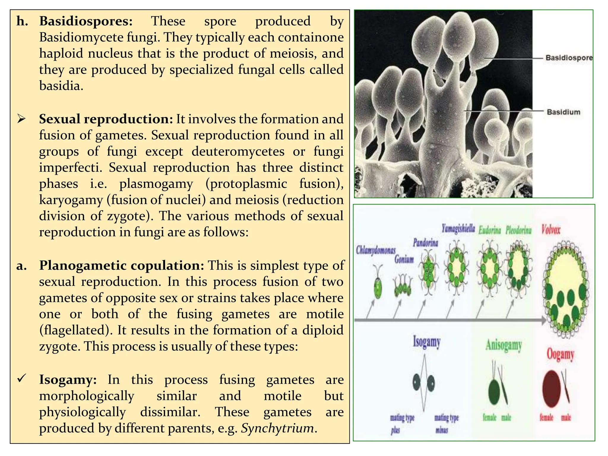 h. Basidiospores: These spore produced by
Basidiomycete fungi. They typically each containone
haploid nucleus that is the product of meiosis, and
they are produced by specialized fungal cells called
basidia.
 Sexual reproduction: It involves the formation and
fusion of gametes. Sexual reproduction found in all
groups of fungi except deuteromycetes or fungi
imperfecti. Sexual reproduction has three distinct
phases i.e. plasmogamy (protoplasmic fusion),
karyogamy (fusion of nuclei) and meiosis (reduction
division of zygote). The various methods of sexual
reproduction in fungi are as follows:
a. Planogametic copulation: This is simplest type of
sexual reproduction. In this process fusion of two
gametes of opposite sex or strains takes place where
one or both of the fusing gametes are motile
(flagellated). It results in the formation of a diploid
zygote. This process is usually of these types:
 Isogamy: In this process fusing gametes are
morphologically similar and motile but
physiologically dissimilar. These gametes are
produced by different parents, e.g. Synchytrium.
 