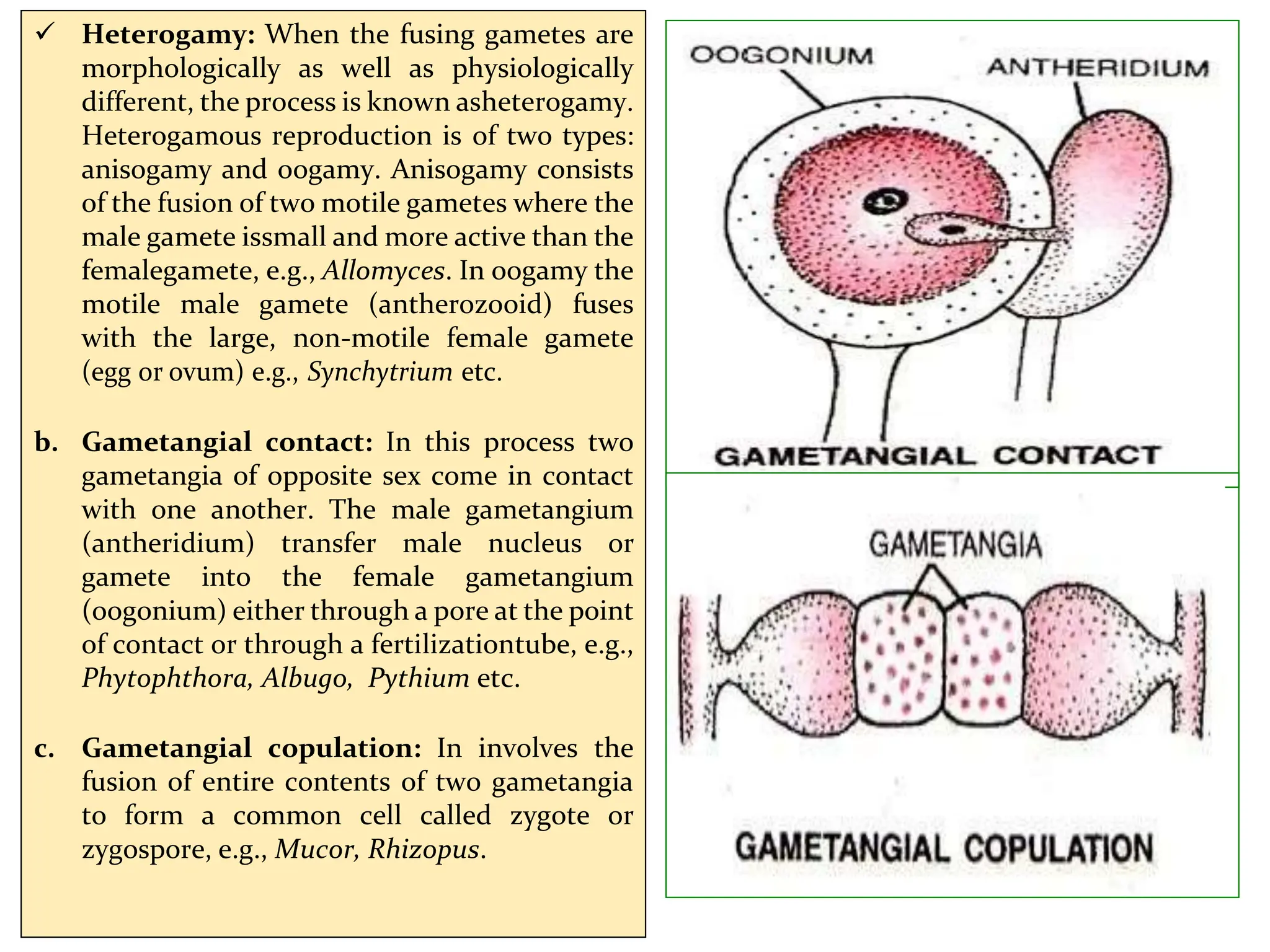  Heterogamy: When the fusing gametes are
morphologically as well as physiologically
different, the process is known asheterogamy.
Heterogamous reproduction is of two types:
anisogamy and oogamy. Anisogamy consists
of the fusion of two motile gametes where the
male gamete issmall and more active than the
femalegamete, e.g., Allomyces. In oogamy the
motile male gamete (antherozooid) fuses
with the large, non-motile female gamete
(egg or ovum) e.g., Synchytrium etc.
b. Gametangial contact: In this process two
gametangia of opposite sex come in contact
with one another. The male gametangium
(antheridium) transfer male nucleus or
gamete into the female gametangium
(oogonium) either through a pore at the point
of contact or through a fertilizationtube, e.g.,
Phytophthora, Albugo, Pythium etc.
c. Gametangial copulation: In involves the
fusion of entire contents of two gametangia
to form a common cell called zygote or
zygospore, e.g., Mucor, Rhizopus.
 