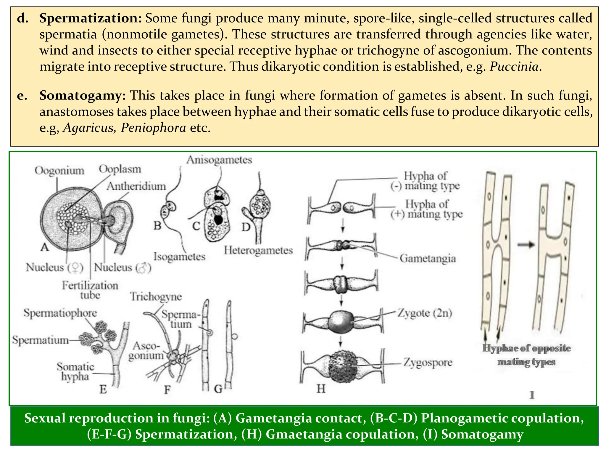 d. Spermatization: Some fungi produce many minute, spore-like, single-celled structures called
spermatia (nonmotile gametes). These structures are transferred through agencies like water,
wind and insects to either special receptive hyphae or trichogyne of ascogonium. The contents
migrate into receptive structure. Thus dikaryotic condition is established, e.g. Puccinia.
e. Somatogamy: This takes place in fungi where formation of gametes is absent. In such fungi,
anastomoses takes place between hyphae and their somatic cells fuse to produce dikaryotic cells,
e.g, Agaricus, Peniophora etc.
Sexual reproduction in fungi: (A) Gametangia contact, (B-C-D) Planogametic copulation,
(E-F-G) Spermatization, (H) Gmaetangia copulation, (I) Somatogamy
 