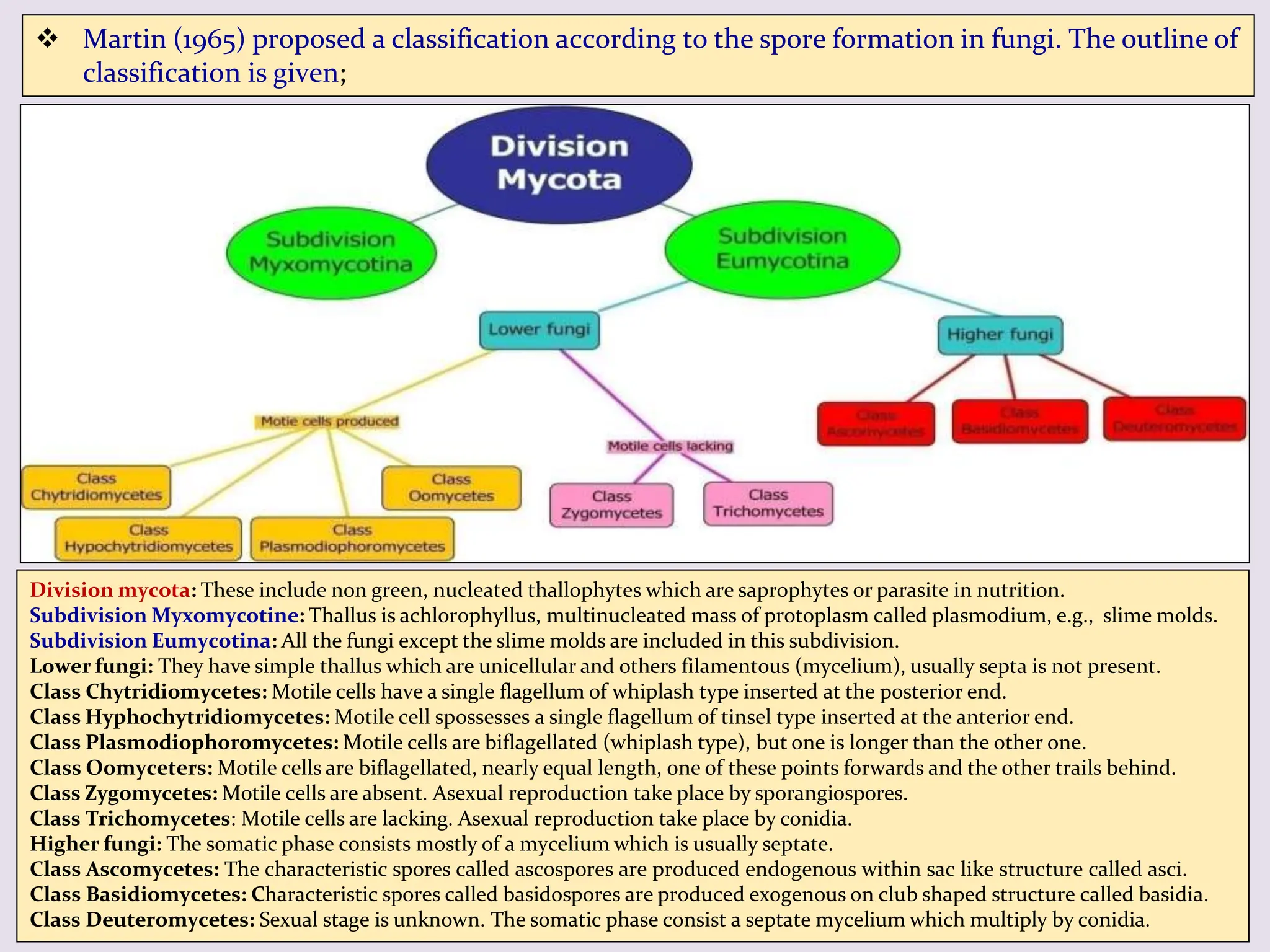 Division mycota: These include non green, nucleated thallophytes which are saprophytes or parasite in nutrition.
Subdivision Myxomycotine: Thallus is achlorophyllus, multinucleated mass of protoplasm called plasmodium, e.g., slime molds.
Subdivision Eumycotina: All the fungi except the slime molds are included in this subdivision.
Lower fungi: They have simple thallus which are unicellular and others filamentous (mycelium), usually septa is not present.
Class Chytridiomycetes: Motile cells have a single flagellum of whiplash type inserted at the posterior end.
Class Hyphochytridiomycetes: Motile cell spossesses a single flagellum of tinsel type inserted at the anterior end.
Class Plasmodiophoromycetes: Motile cells are biflagellated (whiplash type), but one is longer than the other one.
Class Oomyceters: Motile cells are biflagellated, nearly equal length, one of these points forwards and the other trails behind.
Class Zygomycetes: Motile cells are absent. Asexual reproduction take place by sporangiospores.
Class Trichomycetes: Motile cells are lacking. Asexual reproduction take place by conidia.
Higher fungi: The somatic phase consists mostly of a mycelium which is usually septate.
Class Ascomycetes: The characteristic spores called ascospores are produced endogenous within sac like structure called asci.
Class Basidiomycetes: Characteristic spores called basidospores are produced exogenous on club shaped structure called basidia.
Class Deuteromycetes: Sexual stage is unknown. The somatic phase consist a septate mycelium which multiply by conidia.
 Martin (1965) proposed a classification according to the spore formation in fungi. The outline of
classification is given;
 