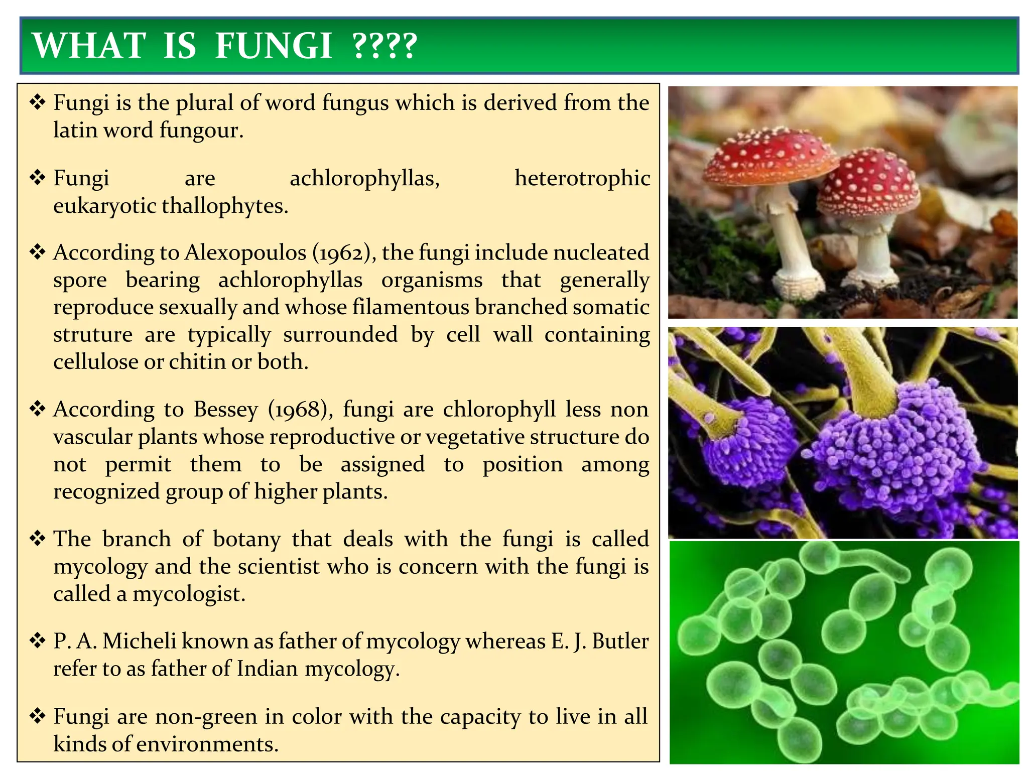  Fungi is the plural of word fungus which is derived from the
latin word fungour.
 Fungi are achlorophyllas, heterotrophic
eukaryotic thallophytes.
 According to Alexopoulos (1962), the fungi include nucleated
spore bearing achlorophyllas organisms that generally
reproduce sexually and whose filamentous branched somatic
struture are typically surrounded by cell wall containing
cellulose or chitin or both.
 According to Bessey (1968), fungi are chlorophyll less non
vascular plants whose reproductive or vegetative structure do
not permit them to be assigned to position among
recognized group of higher plants.
 The branch of botany that deals with the fungi is called
mycology and the scientist who is concern with the fungi is
called a mycologist.
 P. A. Micheli known as father of mycology whereas E. J. Butler
refer to as father of Indian mycology.
 Fungi are non-green in color with the capacity to live in all
kinds of environments.
WHAT IS FUNGI ????
 
