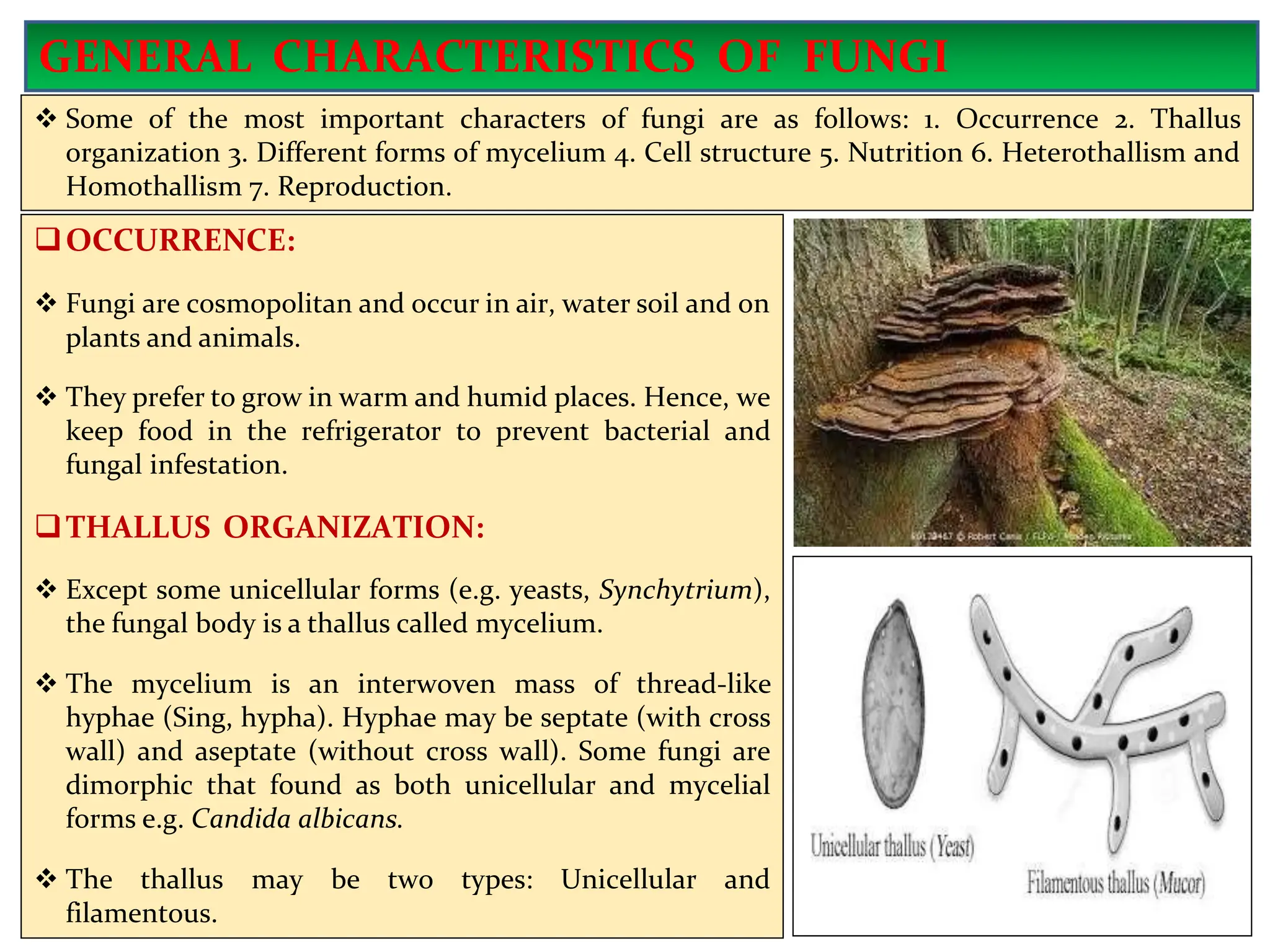 OCCURRENCE:
 Fungi are cosmopolitan and occur in air, water soil and on
plants and animals.
 They prefer to grow in warm and humid places. Hence, we
keep food in the refrigerator to prevent bacterial and
fungal infestation.
THALLUS ORGANIZATION:
 Except some unicellular forms (e.g. yeasts, Synchytrium),
the fungal body is a thallus called mycelium.
 The mycelium is an interwoven mass of thread-like
hyphae (Sing, hypha). Hyphae may be septate (with cross
wall) and aseptate (without cross wall). Some fungi are
dimorphic that found as both unicellular and mycelial
forms e.g. Candida albicans.
 The thallus may be two types: Unicellular and
filamentous.
GENERAL CHARACTERISTICS OF FUNGI
 Some of the most important characters of fungi are as follows: 1. Occurrence 2. Thallus
organization 3. Different forms of mycelium 4. Cell structure 5. Nutrition 6. Heterothallism and
Homothallism 7. Reproduction.
 