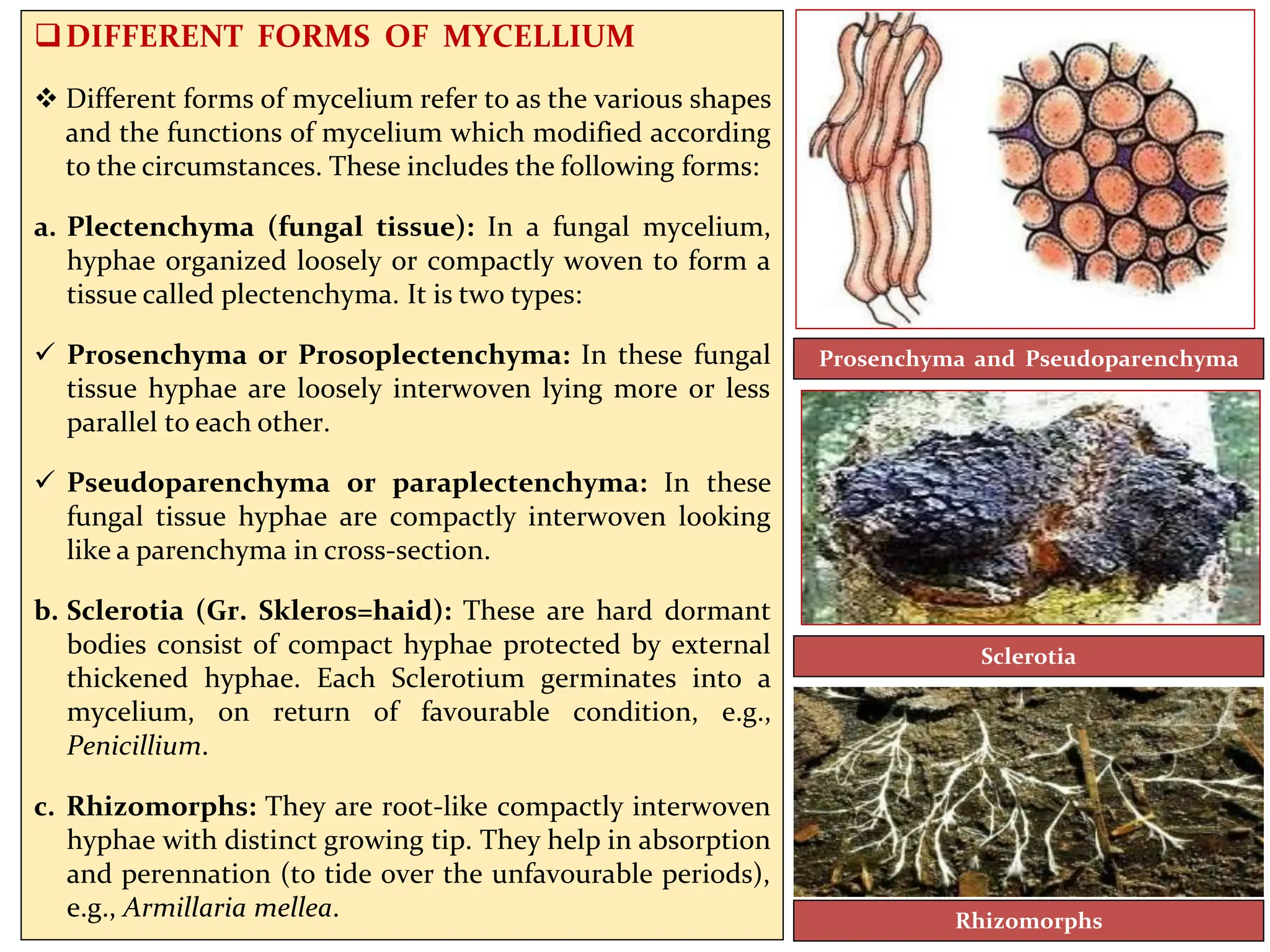 DIFFERENT FORMS OF MYCELLIUM
 Different forms of mycelium refer to as the various shapes
and the functions of mycelium which modified according
to the circumstances. These includes the following forms:
a. Plectenchyma (fungal tissue): In a fungal mycelium,
hyphae organized loosely or compactly woven to form a
tissue called plectenchyma. It is two types:
 Prosenchyma or Prosoplectenchyma: In these fungal
tissue hyphae are loosely interwoven lying more or less
parallel to each other.
 Pseudoparenchyma or paraplectenchyma: In these
fungal tissue hyphae are compactly interwoven looking
like a parenchyma in cross-section.
b. Sclerotia (Gr. Skleros=haid): These are hard dormant
bodies consist of compact hyphae protected by external
thickened hyphae. Each Sclerotium germinates into a
mycelium, on return of favourable condition, e.g.,
Penicillium.
c. Rhizomorphs: They are root-like compactly interwoven
hyphae with distinct growing tip. They help in absorption
and perennation (to tide over the unfavourable periods),
e.g., Armillaria mellea. Rhizomorphs
Sclerotia
Prosenchyma and Pseudoparenchyma
 