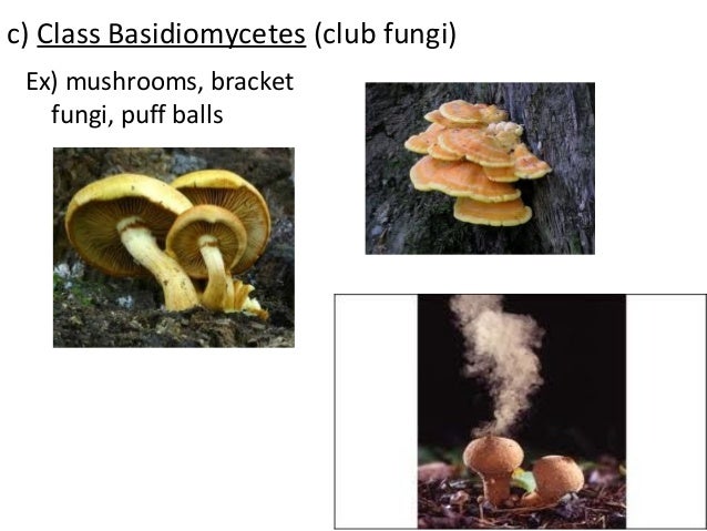 Classification Of Fungi 16