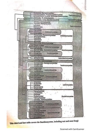 Classification of fungi notes