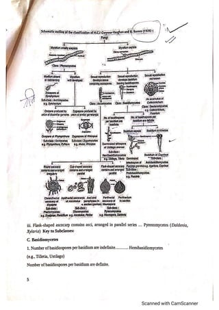 Classification of fungi notes