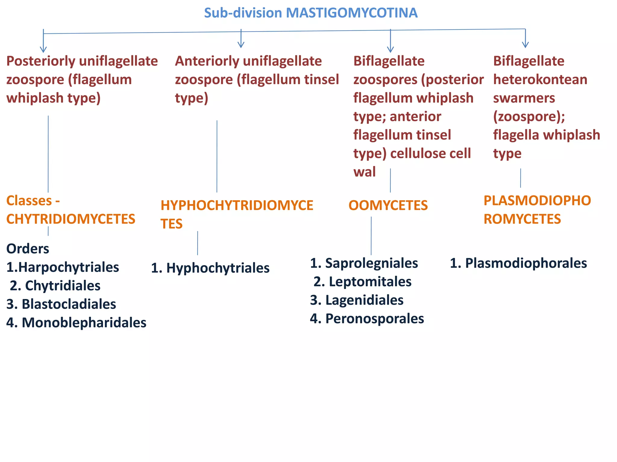 Sub-division MASTIGOMYCOTINA
Posteriorly uniflagellate
zoospore (flagellum
whiplash type)
Anteriorly uniflagellate
zoospore (flagellum tinsel
type)
Biflagellate
zoospores (posterior
flagellum whiplash
type; anterior
flagellum tinsel
type) cellulose cell
wal
Biflagellate
heterokontean
swarmers
(zoospore);
flagella whiplash
type
Classes -
CHYTRIDIOMYCETES
HYPHOCHYTRIDIOMYCE
TES
OOMYCETES PLASMODIOPHO
ROMYCETES
Orders
1.Harpochytriales
2. Chytridiales
3. Blastocladiales
4. Monoblepharidales
1. Hyphochytriales 1. Saprolegniales
2. Leptomitales
3. Lagenidiales
4. Peronosporales
1. Plasmodiophorales
 