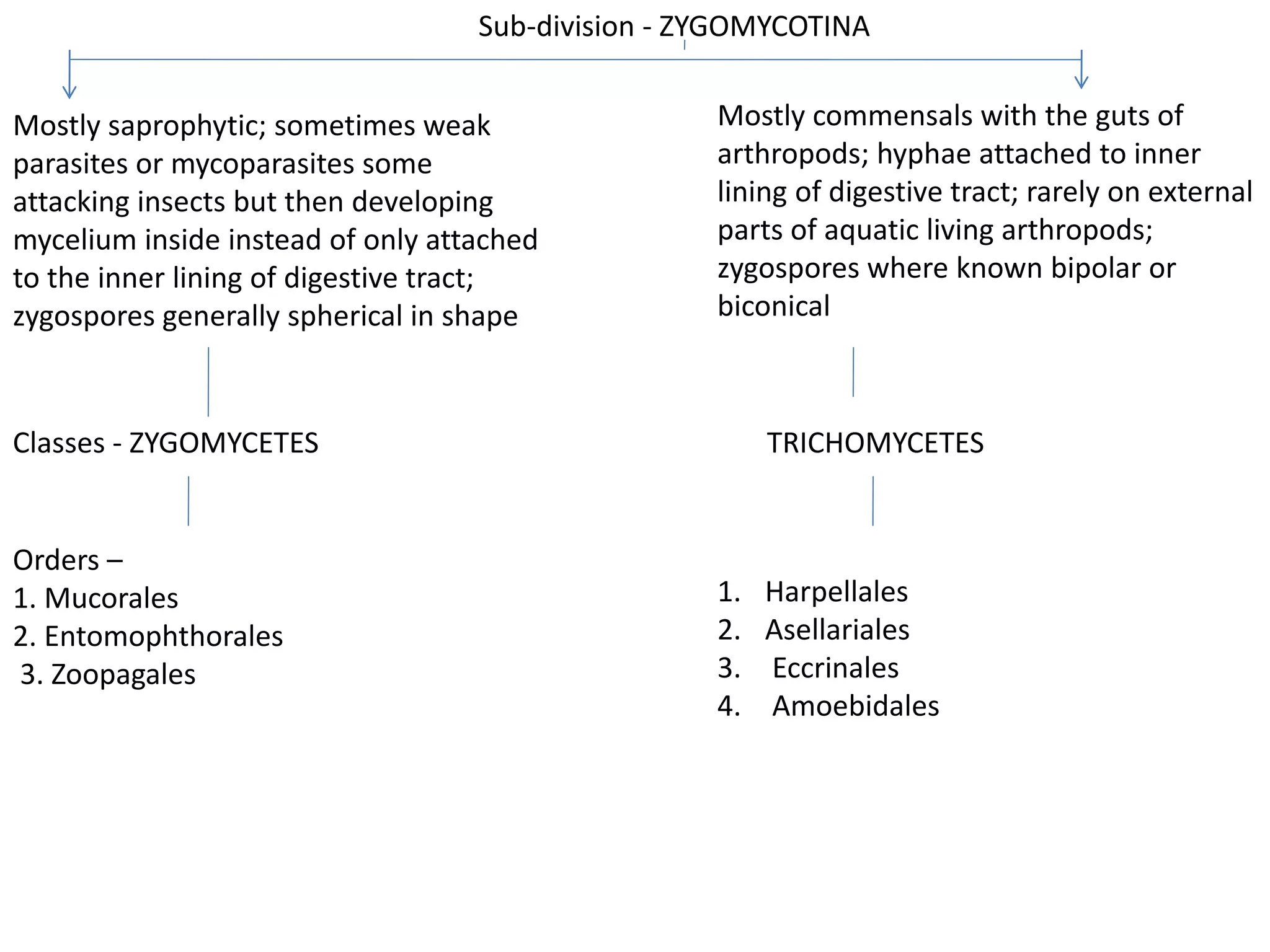 Sub-division - ZYGOMYCOTINA
Mostly saprophytic; sometimes weak
parasites or mycoparasites some
attacking insects but then developing
mycelium inside instead of only attached
to the inner lining of digestive tract;
zygospores generally spherical in shape
Mostly commensals with the guts of
arthropods; hyphae attached to inner
lining of digestive tract; rarely on external
parts of aquatic living arthropods;
zygospores where known bipolar or
biconical
Classes - ZYGOMYCETES TRICHOMYCETES
Orders –
1. Mucorales
2. Entomophthorales
3. Zoopagales
1. Harpellales
2. Asellariales
3. Eccrinales
4. Amoebidales
 