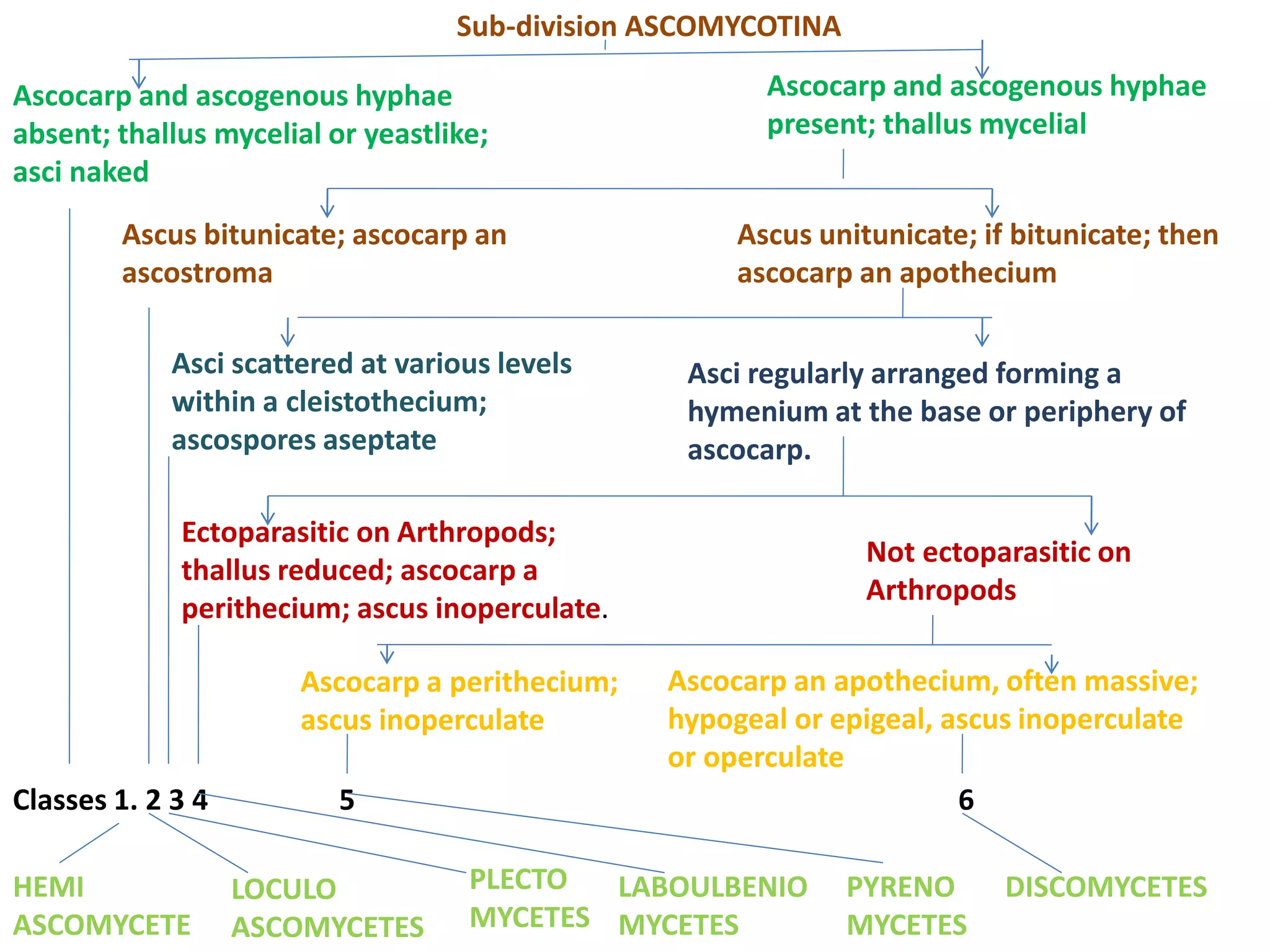 Sub-division ASCOMYCOTINA
Ascocarp and ascogenous hyphae
absent; thallus mycelial or yeastlike;
asci naked
Ascocarp and ascogenous hyphae
present; thallus mycelial
Ascus bitunicate; ascocarp an
ascostroma
Ascus unitunicate; if bitunicate; then
ascocarp an apothecium
Asci scattered at various levels
within a cleistothecium;
ascospores aseptate
Asci regularly arranged forming a
hymenium at the base or periphery of
ascocarp.
Ectoparasitic on Arthropods;
thallus reduced; ascocarp a
perithecium; ascus inoperculate.
Not ectoparasitic on
Arthropods
Ascocarp a perithecium;
ascus inoperculate
Ascocarp an apothecium, often massive;
hypogeal or epigeal, ascus inoperculate
or operculate
Classes 1. 2 3 4 5 6
HEMI
ASCOMYCETE
LOCULO
ASCOMYCETES
PLECTO
MYCETES
LABOULBENIO
MYCETES
PYRENO
MYCETES
DISCOMYCETES
 
