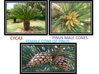 CYCAS PINUS MALE CONES
FEMALE CONE OF PINUS
 