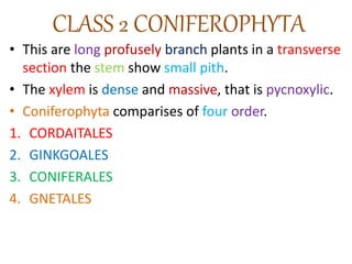 CLASS 2 CONIFEROPHYTA
• This are long profusely branch plants in a transverse
section the stem show small pith.
• The xylem is dense and massive, that is pycnoxylic.
• Coniferophyta comparises of four order.
1. CORDAITALES
2. GINKGOALES
3. CONIFERALES
4. GNETALES
 