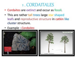 1 . CORDAITALES
• Cordaites are extinct and occur as fossil.
• This are rather tall trees large star shaped
leafs and reproductive structure in catkin like
cluster structure.
• Example : Cordaites
 