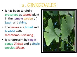 2 . GINKGOALES
• It has been carefully
preserved as sacred plant
in the temple garden of
japan and china.
• The leaves are broad and
bilobed with,
dichotomous veining.
• It is represent by single
genus Ginkgo and a single
species biloba.
 