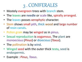 3 . CONIFERALES
• Mostely evergreen trees with branch stem.
• The leaves are needle or scale like, spirally arranged.
• The leaves posses xerophytic character.
• Stem shows small pith, thick wood and large number
of resin canals.
• Pollen grain may be winged as in pinus.
• Sexual reproduction is oogamous. The plant are
monoecious (Pinus) or dioecious (Taxus).
• The pollination is by wind.
• Winged seed with the outer thick testa, seed is
endospermic.
• Example : Pinus, Taxus.
 