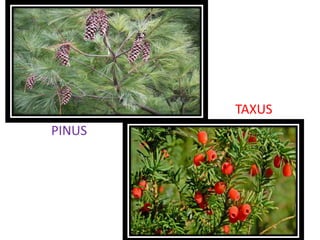 TAXUS
PINUS
 
