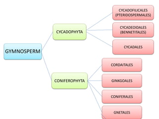 GYMNOSPERM
CYCADOPHYTA
CYCADOFILICALES
(PTERIDOSPERMALES)
CYCADEOIDALES
(BENNETITALES)
CYCADALES
CONIFEROPHYTA
CORDAITALES
GINKGOALES
CONIFERALES
GNETALES
 