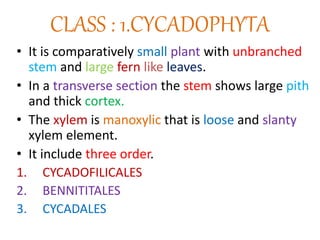 CLASS : 1.CYCADOPHYTA
• It is comparatively small plant with unbranched
stem and large fern like leaves.
• In a transverse section the stem shows large pith
and thick cortex.
• The xylem is manoxylic that is loose and slanty
xylem element.
• It include three order.
1. CYCADOFILICALES
2. BENNITITALES
3. CYCADALES
 