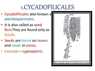 1.CYCADOFILICALES
• Cycadofilicales also known as
pteridospermales.
• It is also called as seed
fern.They are found only as
fossils.
• Seeds are borne on leaves
and never in cones.
• Example – Lyginopteris.
 