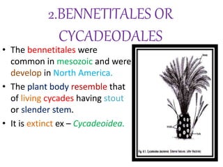 2.BENNETITALES OR
CYCADEODALES
• The bennetitales were
common in mesozoic and were
develop in North America.
• The plant body resemble that
of living cycades having stout
or slender stem.
• It is extinct ex – Cycadeoidea.
 