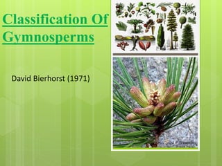 Classification Of
Gymnosperms
David Bierhorst (1971)
 