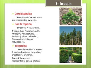 Classes
 Cordaitopsida
Comprises of extinct plants
and represented by fossils.
 Coniferopsida
50 genera + 550 species.
Trees such as Tsuga(hemlock),
Abies(fir), Picea(spruce),
Junipers(juniper, red cedar),
Sequoiadendron(sierra
redwood) etc.
 Taxopsida
Female strobilus is absent
& ovules develop at the ends of
short lateral branches.
Taxus & Torreya are
representative genera of class.
 
