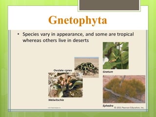 Gnetophyta
 