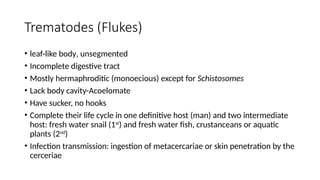 Trematodes (Flukes)
• leaf-like body, unsegmented
• Incomplete digestive tract
• Mostly hermaphroditic (monoecious) except for Schistosomes
• Lack body cavity-Acoelomate
• Have sucker, no hooks
• Complete their life cycle in one definitive host (man) and two intermediate
host: fresh water snail (1st
) and fresh water fish, crustanceans or aquatic
plants (2nd
)
• Infection transmission: ingestion of metacercariae or skin penetration by the
cerceriae
 