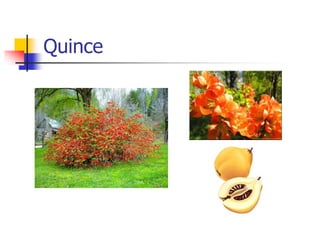 Quince
 