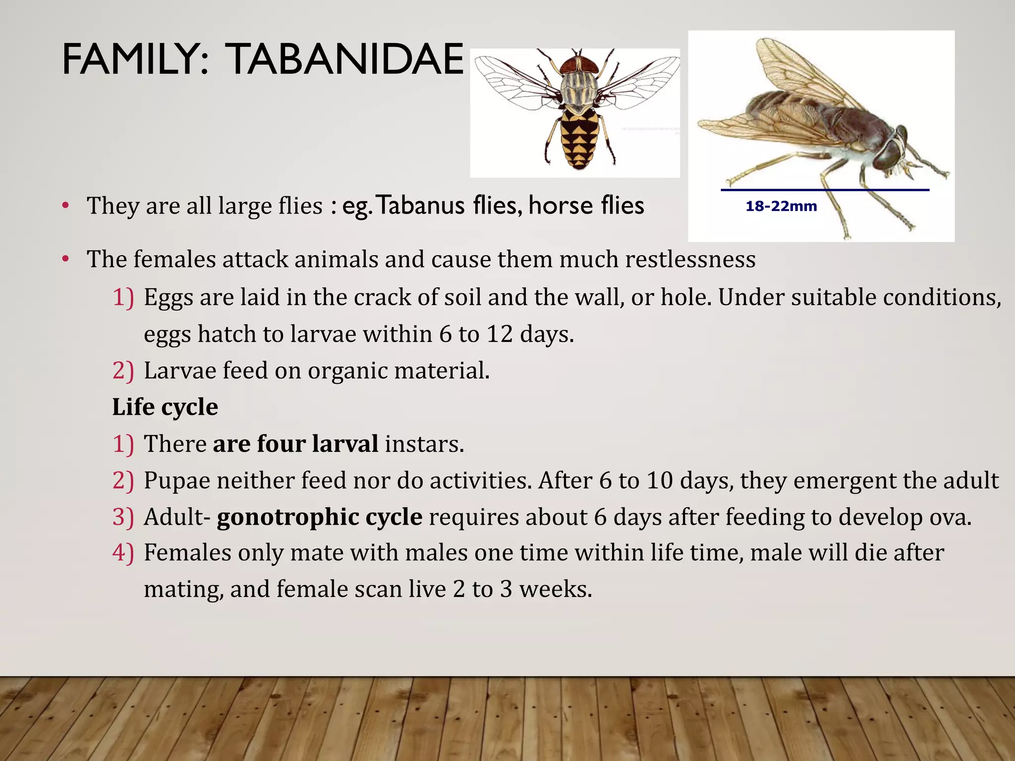 classification of important arthropods 2.pdf