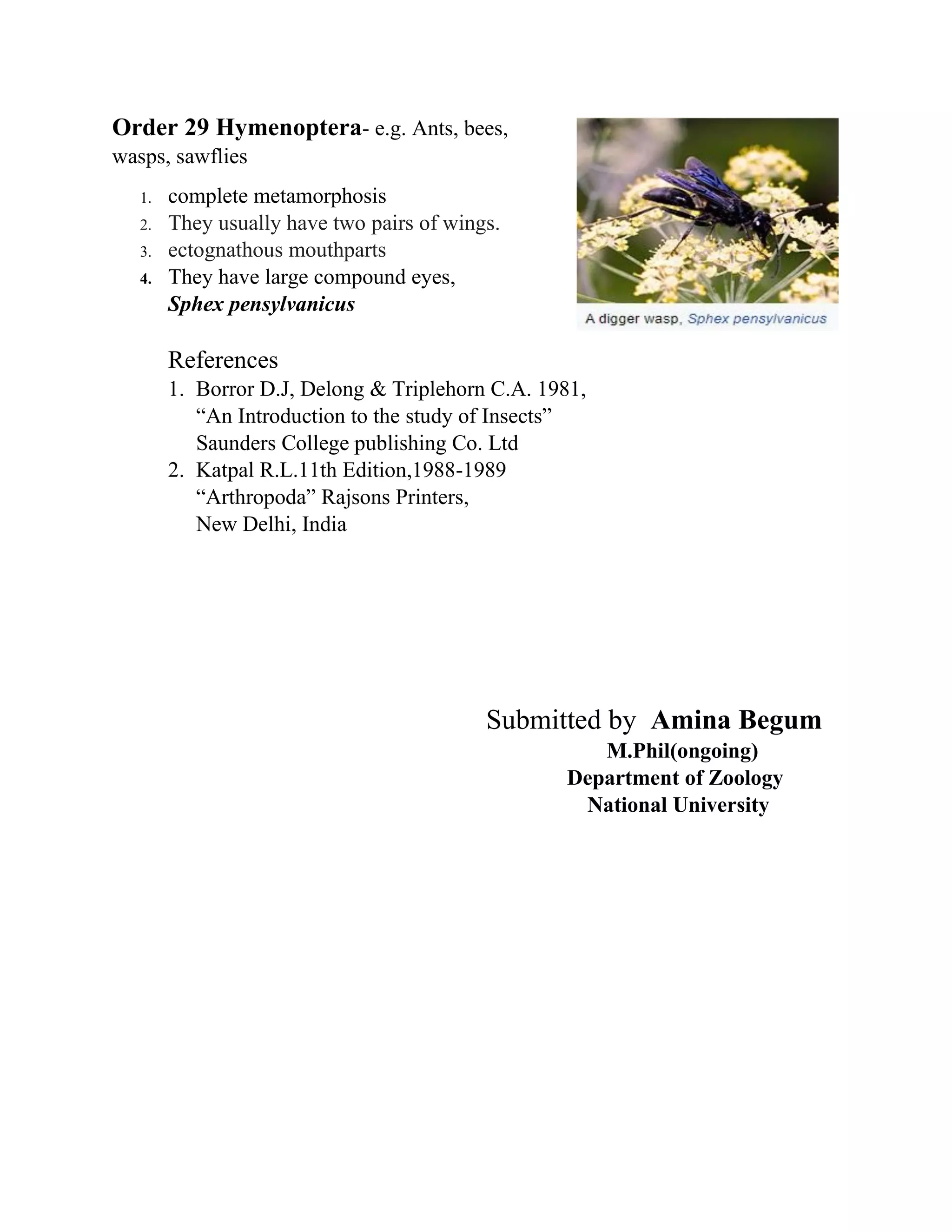 Order 29 Hymenoptera- e.g. Ants, bees,
wasps, sawflies
1. complete metamorphosis
2. They usually have two pairs of wings.
3. ectognathous mouthparts
4. They have large compound eyes,
Sphex pensylvanicus
References
1. Borror D.J, Delong & Triplehorn C.A. 1981,
“An Introduction to the study of Insects”
Saunders College publishing Co. Ltd
2. Katpal R.L.11th Edition,1988-1989
“Arthropoda” Rajsons Printers,
New Delhi, India
Submitted by Amina Begum
M.Phil(ongoing)
Department of Zoology
National University
 