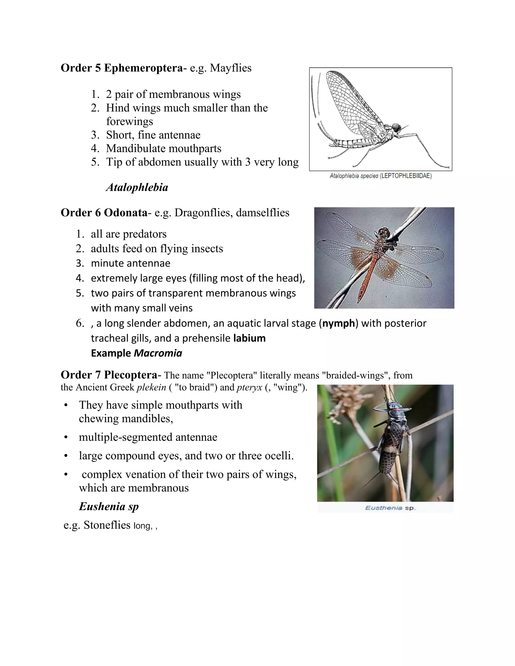 Order 5 Ephemeroptera- e.g. Mayflies
1. 2 pair of membranous wings
2. Hind wings much smaller than the
forewings
3. Short, fine antennae
4. Mandibulate mouthparts
5. Tip of abdomen usually with 3 very long
Atalophlebia
Order 6 Odonata- e.g. Dragonflies, damselflies
1. all are predators
2. adults feed on flying insects
3. minute antennae
4. extremely large eyes (filling most of the head),
5. two pairs of transparent membranous wings
with many small veins
6. , a long slender abdomen, an aquatic larval stage (nymph) with posterior
tracheal gills, and a prehensile labium
Example Macromia
Order 7 Plecoptera- The name "Plecoptera" literally means "braided-wings", from
the Ancient Greek plekein ( "to braid") and pteryx (, "wing").
• They have simple mouthparts with
chewing mandibles,
• multiple-segmented antennae
• large compound eyes, and two or three ocelli.
• complex venation of their two pairs of wings,
which are membranous
Eushenia sp
e.g. Stoneflies long, ,
 