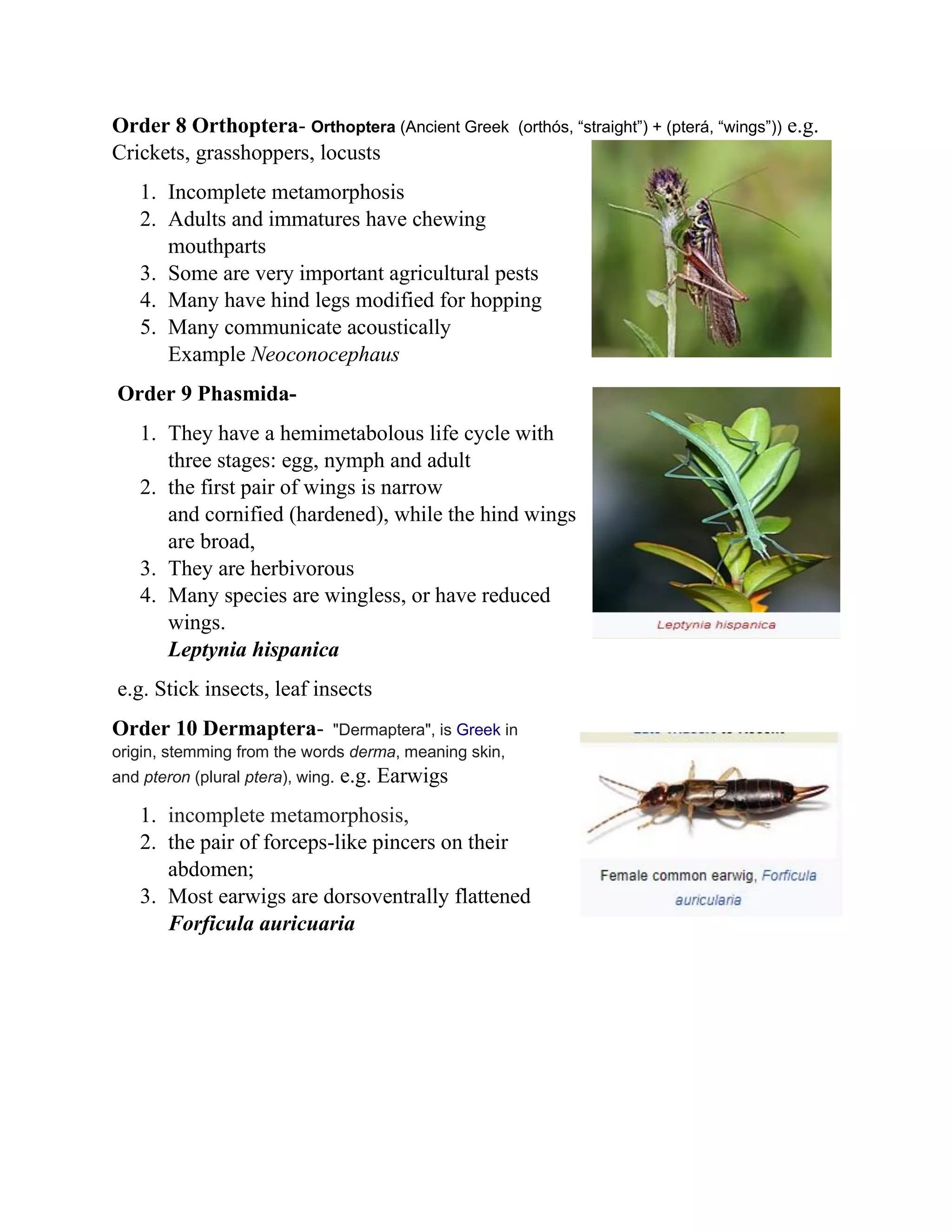 Order 8 Orthoptera- Orthoptera (Ancient Greek (orthós, “straight”) + (pterá, “wings”)) e.g.
Crickets, grasshoppers, locusts
1. Incomplete metamorphosis
2. Adults and immatures have chewing
mouthparts
3. Some are very important agricultural pests
4. Many have hind legs modified for hopping
5. Many communicate acoustically
Example Neoconocephaus
Order 9 Phasmida-
1. They have a hemimetabolous life cycle with
three stages: egg, nymph and adult
2. the first pair of wings is narrow
and cornified (hardened), while the hind wings
are broad,
3. They are herbivorous
4. Many species are wingless, or have reduced
wings.
Leptynia hispanica
e.g. Stick insects, leaf insects
Order 10 Dermaptera- "Dermaptera", is Greek in
origin, stemming from the words derma, meaning skin,
and pteron (plural ptera), wing. e.g. Earwigs
1. incomplete metamorphosis,
2. the pair of forceps-like pincers on their
abdomen;
3. Most earwigs are dorsoventrally flattened
Forficula auricuaria
 