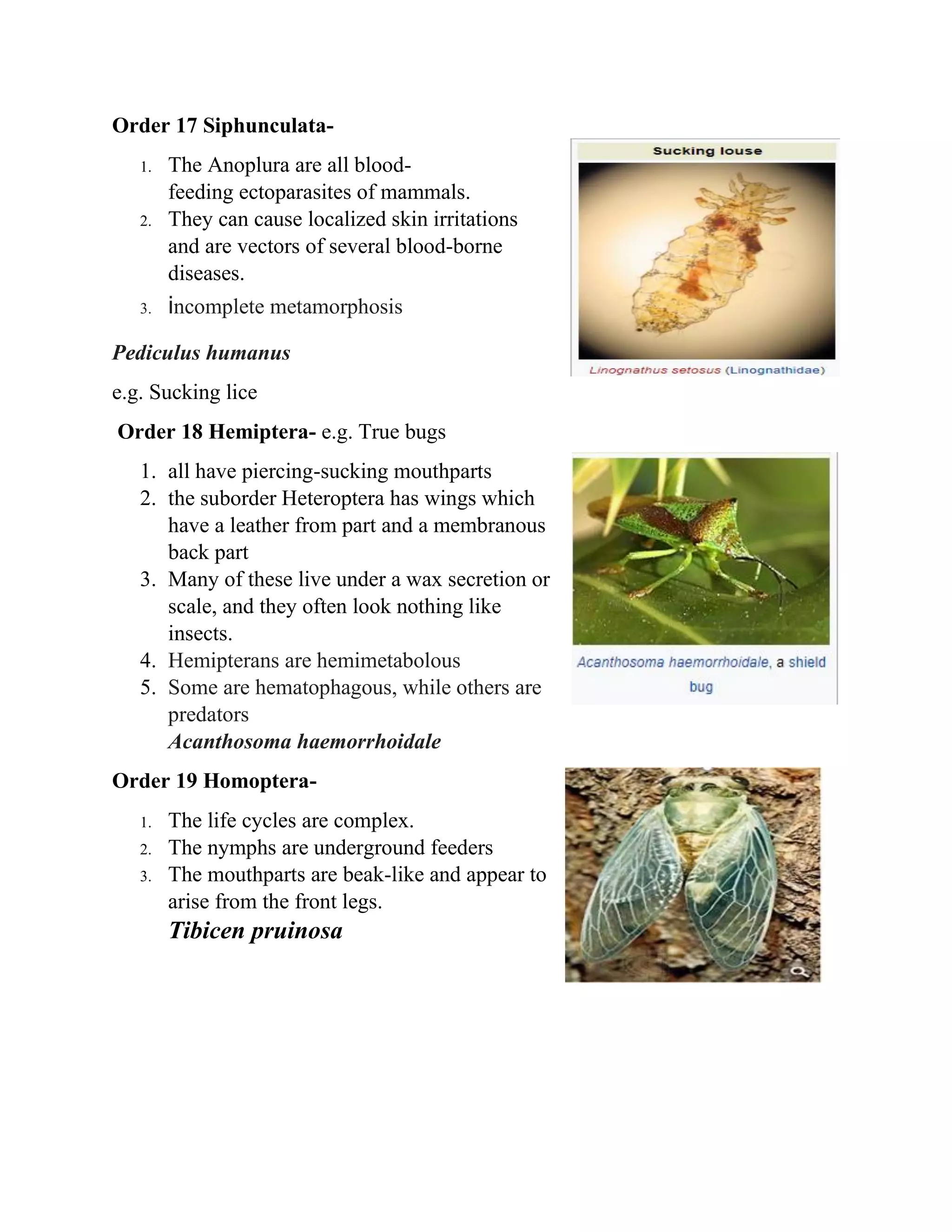 Order 17 Siphunculata-
1. The Anoplura are all blood-
feeding ectoparasites of mammals.
2. They can cause localized skin irritations
and are vectors of several blood-borne
diseases.
3. incomplete metamorphosis
Pediculus humanus
e.g. Sucking lice
Order 18 Hemiptera- e.g. True bugs
1. all have piercing-sucking mouthparts
2. the suborder Heteroptera has wings which
have a leather from part and a membranous
back part
3. Many of these live under a wax secretion or
scale, and they often look nothing like
insects.
4. Hemipterans are hemimetabolous
5. Some are hematophagous, while others are
predators
Acanthosoma haemorrhoidale
Order 19 Homoptera-
1. The life cycles are complex.
2. The nymphs are underground feeders
3. The mouthparts are beak-like and appear to
arise from the front legs.
Tibicen pruinosa
 
