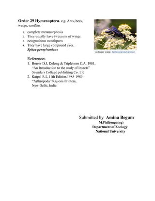 Order 29 Hymenoptera- e.g. Ants, bees,
wasps, sawflies
1. complete metamorphosis
2. They usually have two pairs of wings.
3. ectognathous mouthparts
4. They have large compound eyes,
Sphex pensylvanicus
References
1. Borror D.J, Delong & Triplehorn C.A. 1981,
“An Introduction to the study of Insects”
Saunders College publishing Co. Ltd
2. Katpal R.L.11th Edition,1988-1989
“Arthropoda” Rajsons Printers,
New Delhi, India
Submitted by Amina Begum
M.Phil(ongoing)
Department of Zoology
National University
 
