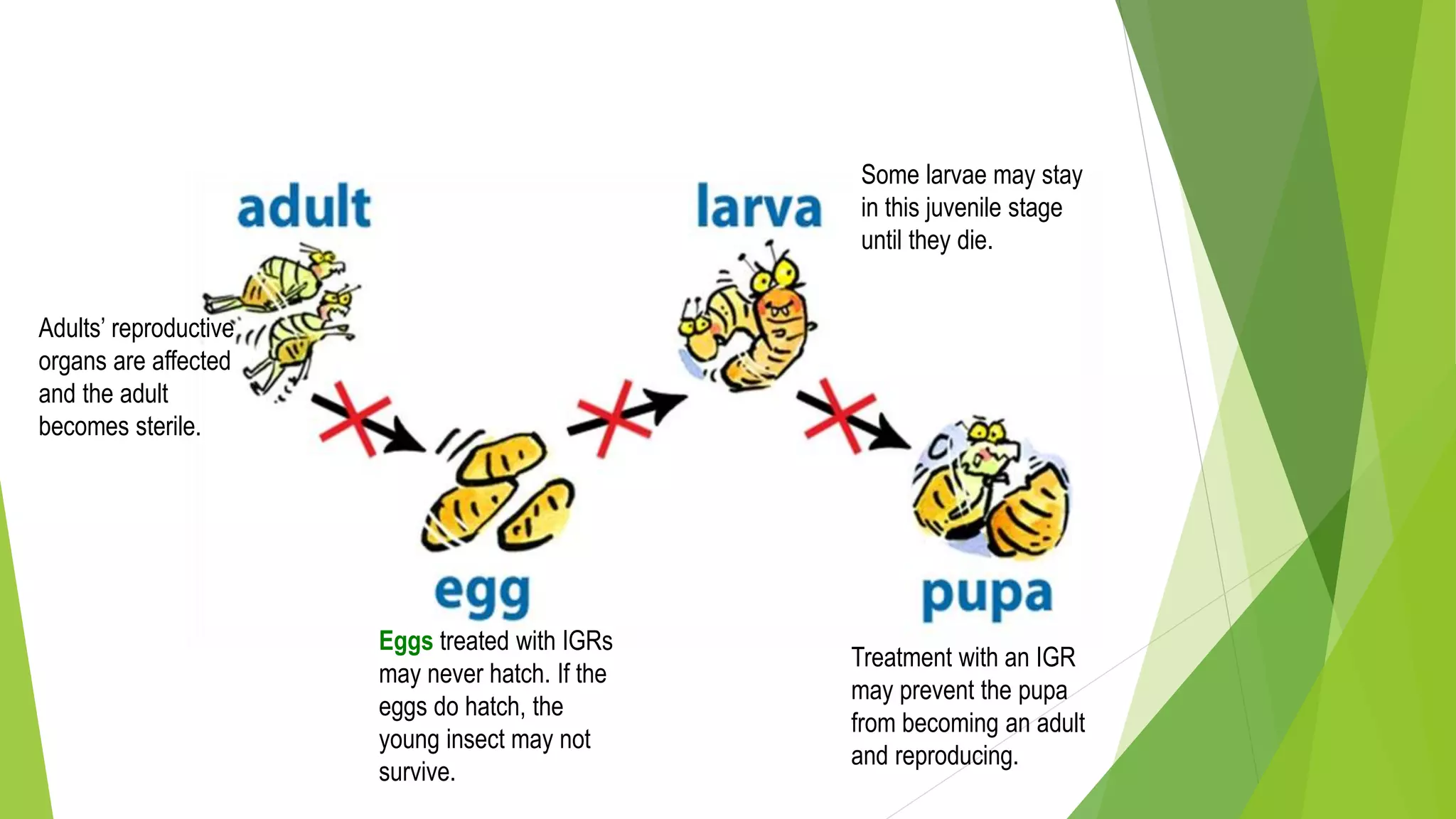 Classification of insecticides | PPTX