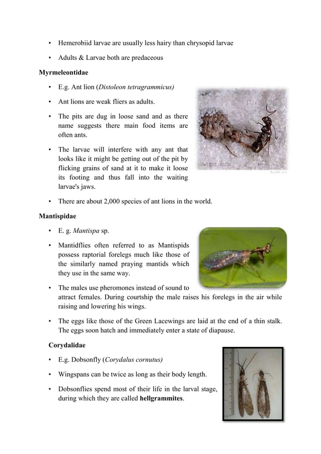 Classification of insects PDF