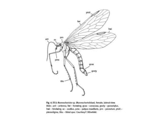 Classification of insects | PPTX