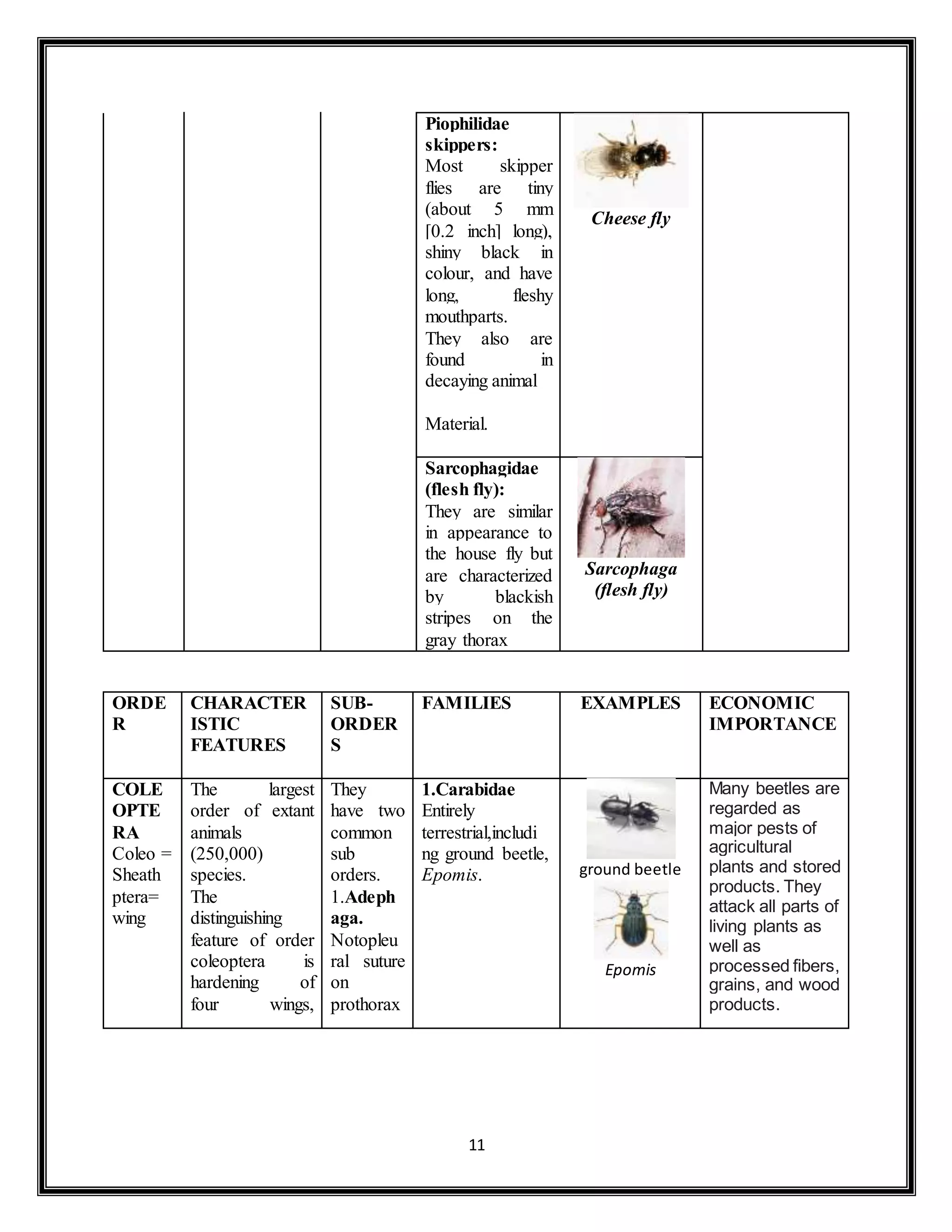 Curated visual reference: Visual Reference: Classification Of Insects Assignment