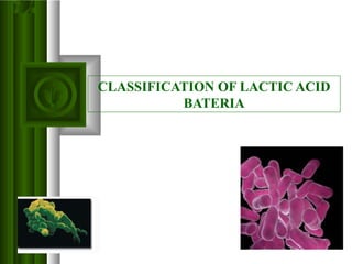 CLASSIFICATION OF LACTIC ACID
BATERIA
 