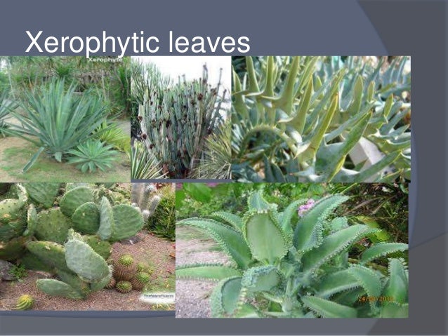 Mesophytes And Xerophytes