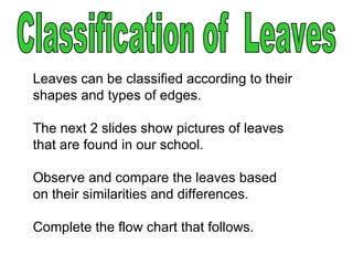 Leaves can be classified according to their
shapes and types of edges.

The next 2 slides show pictures of leaves
that are found in our school.

Observe and compare the leaves based
on their similarities and differences.

Complete the flow chart that follows.
 