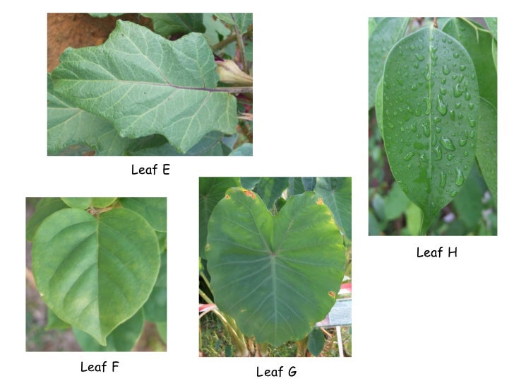 classification-of-leaves