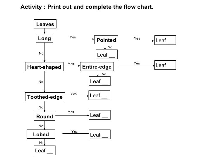 classification-of-leaves