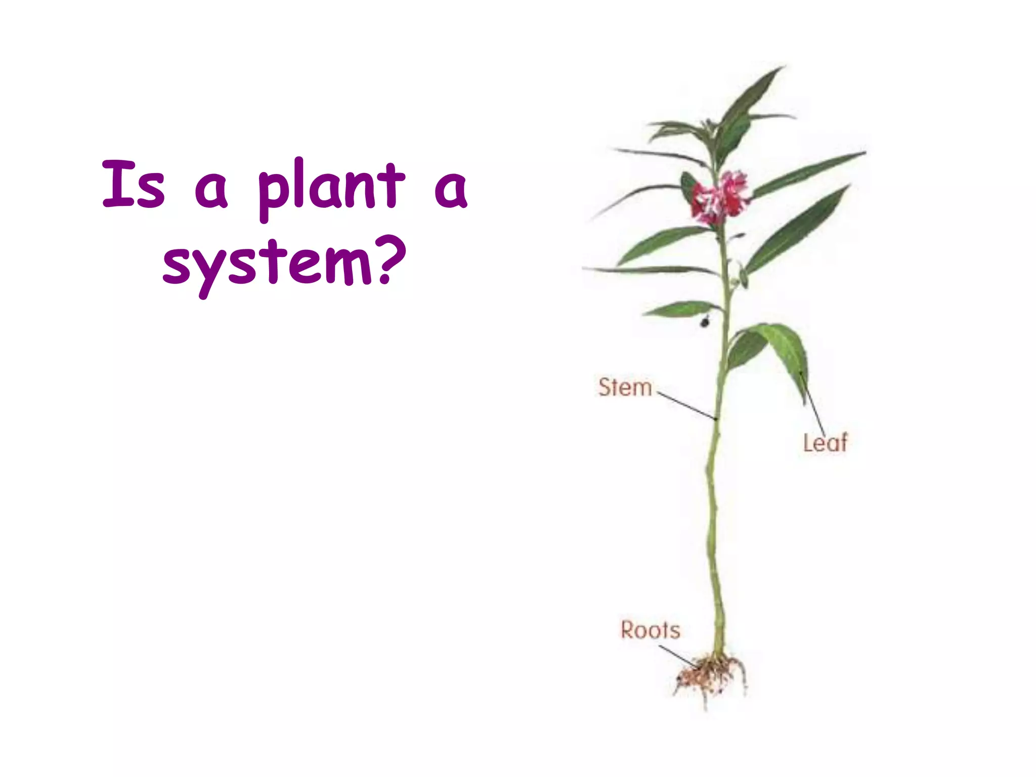 Classification Of Leaves PPT classification-of-leaves-ppt