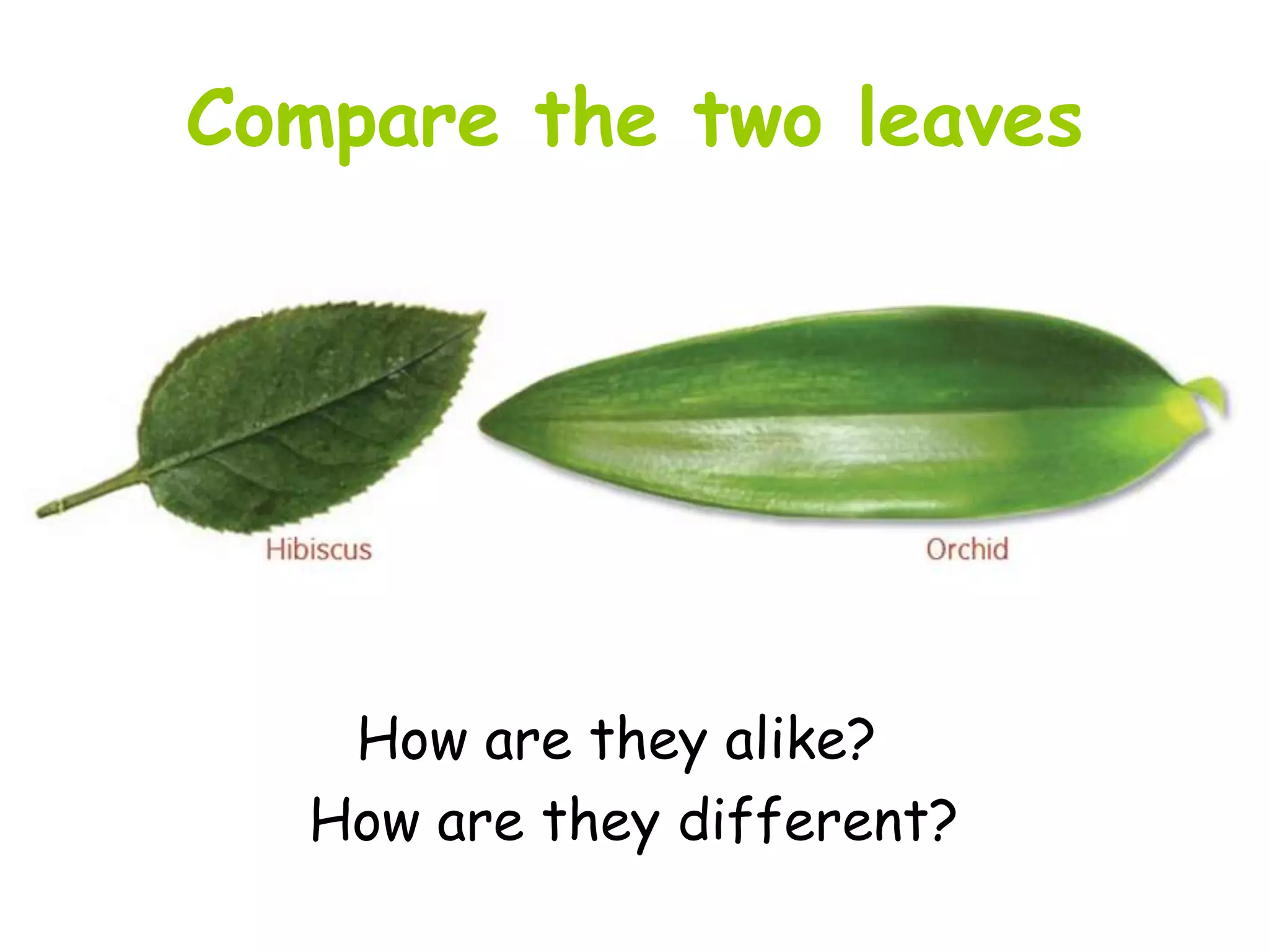 classification-of-leaves-ppt