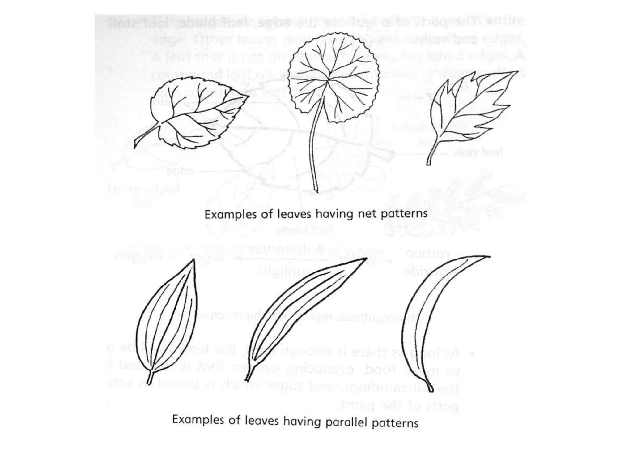 classification-of-leaves-ppt
