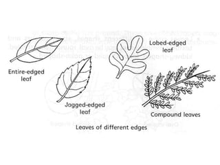 Classification of leaves | PPTX